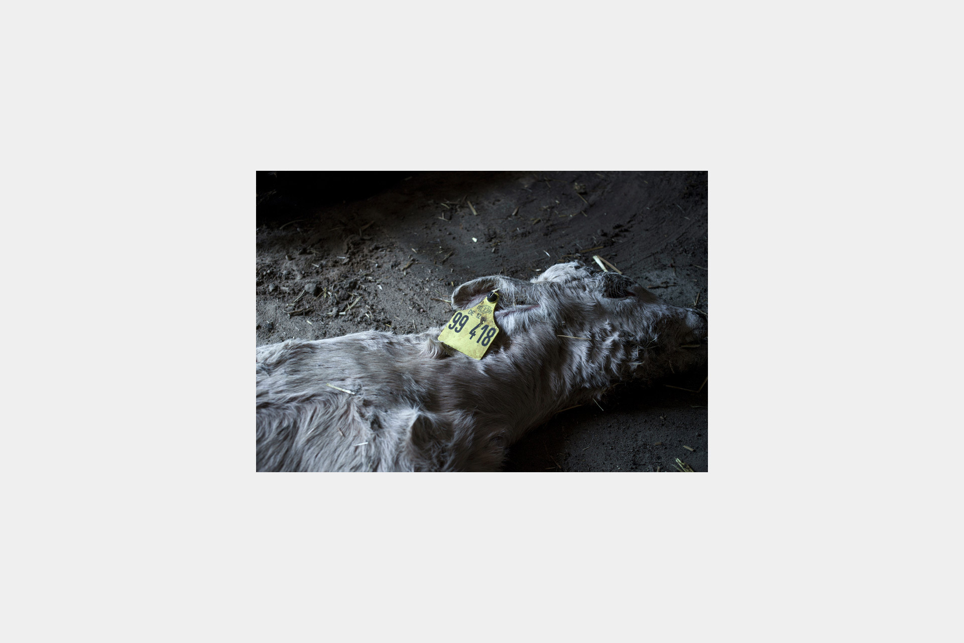 timo-stammberger-photography-factory-farming-animal-rights-massentierhaltung-tierrechte_21_